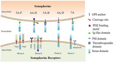 Semaphorins as Potential Immune Therapeutic Targets for Cancer